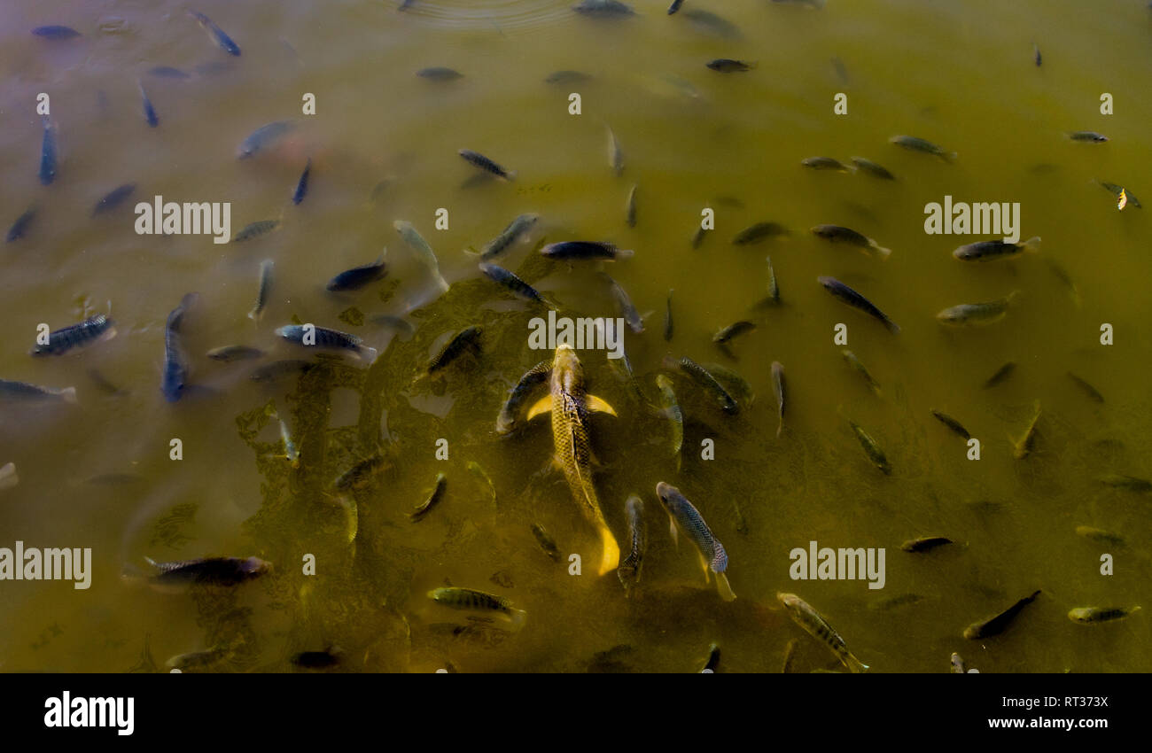 Some fish in china in a dirty pond Stock Photo