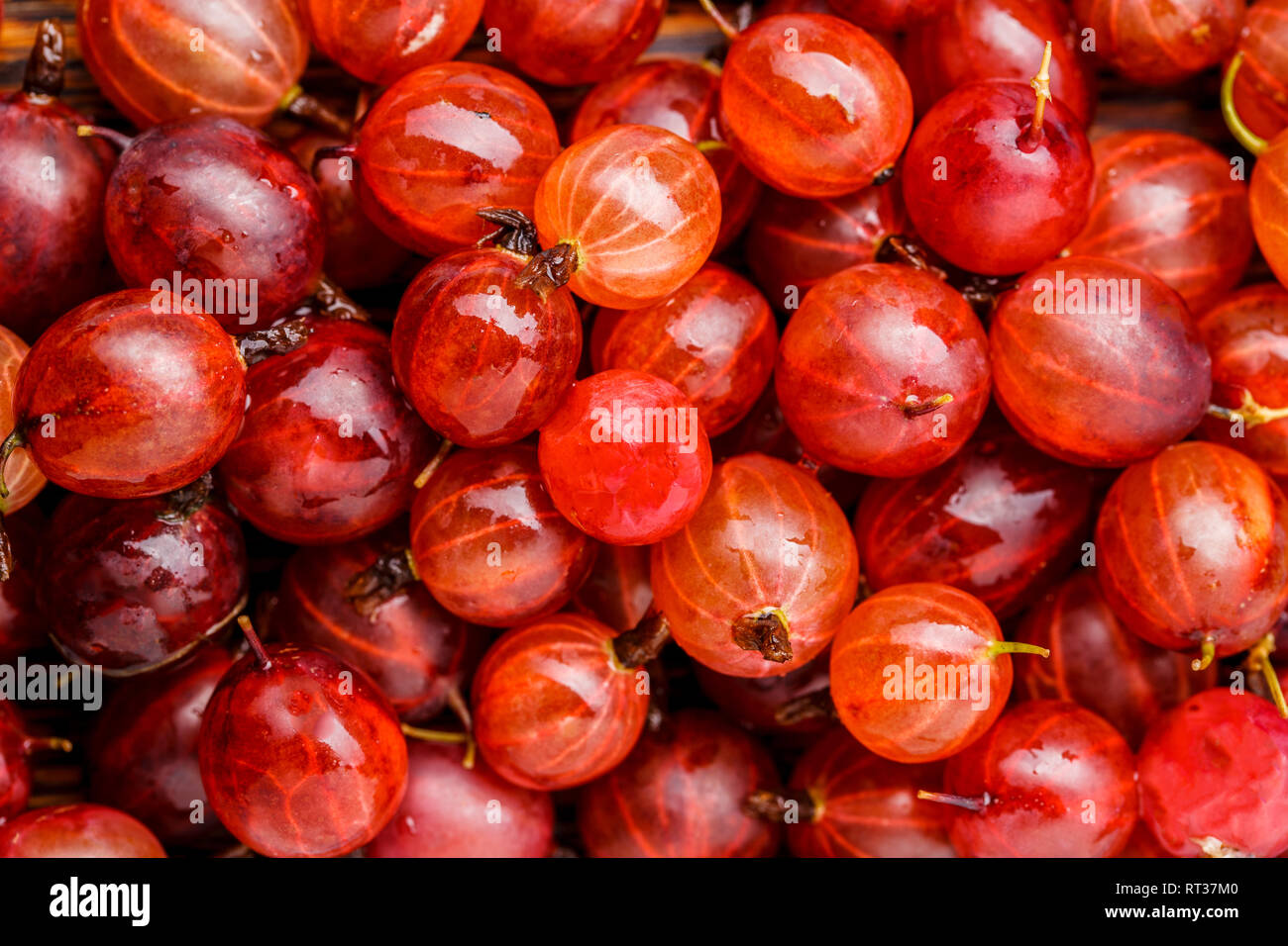 Photo of ripe red gooseberries Stock - Alamy