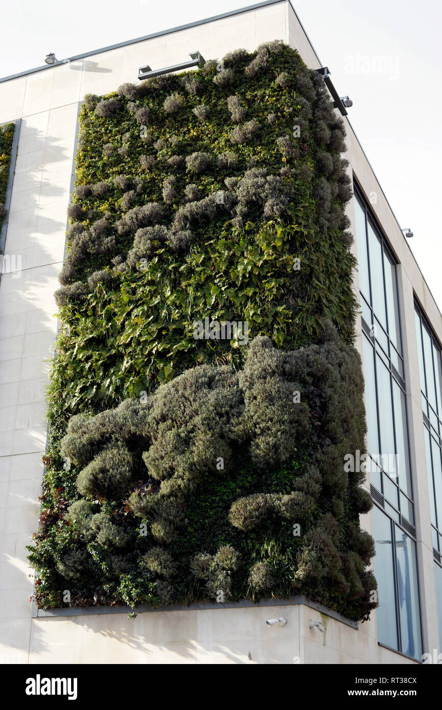 Plant feature on side of building in Plymouth Devon England UK Stock Photo