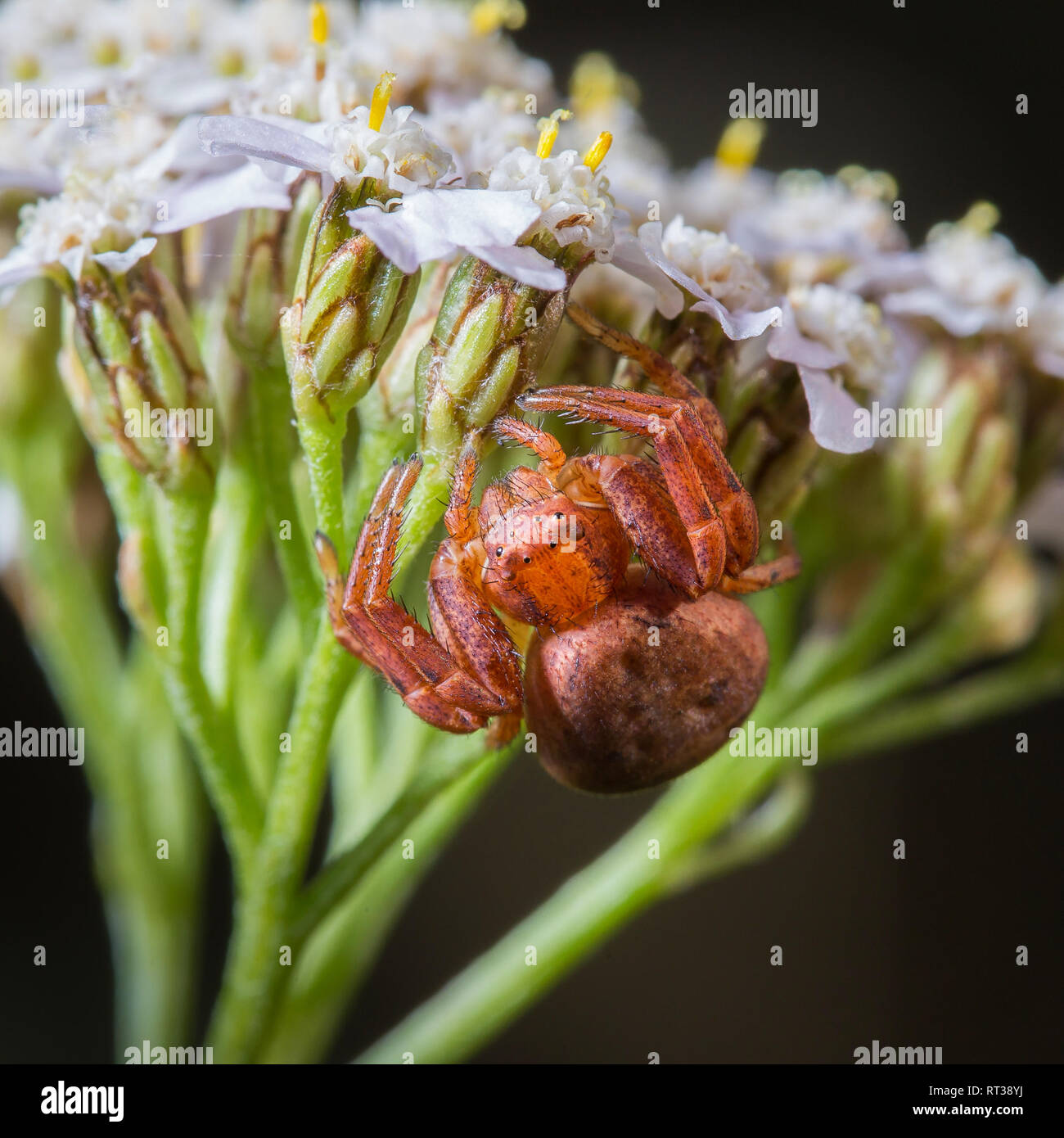 Red spider sitting in ambush on the white flowers. Macro Stock Photo