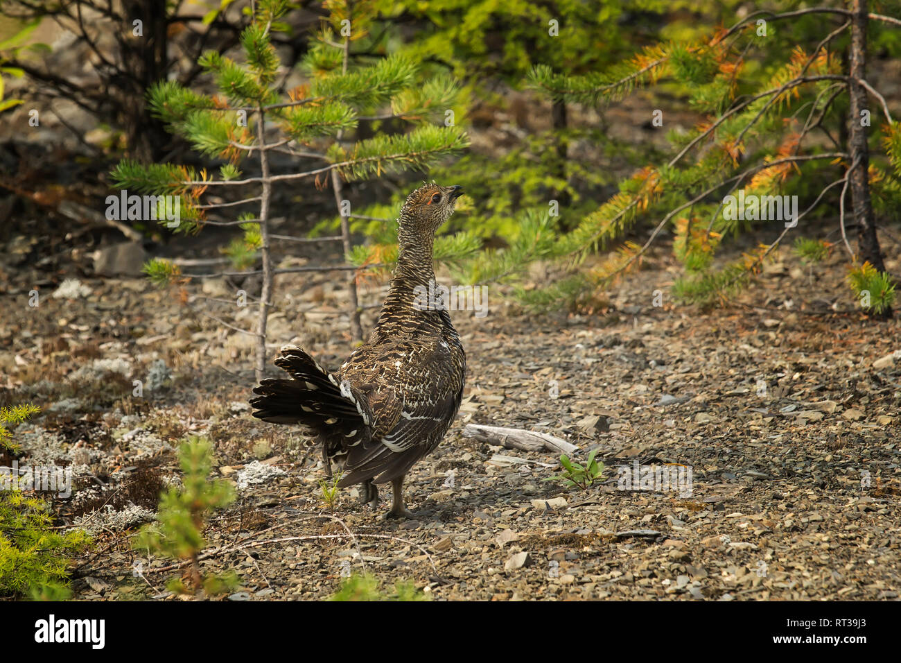 young capercaillie sitting on the ground on a background of a bush Stock Photo