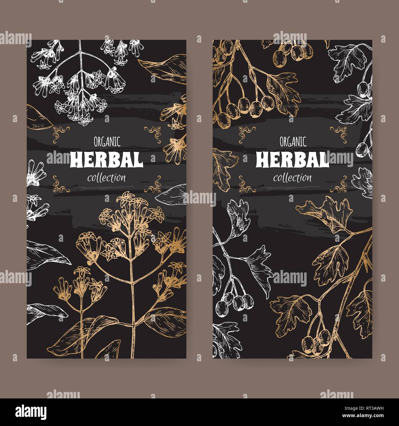 Two labels with Cinchona officinalis aka quinine and Crataegus monogyna aka common hawthorn sketch on black. Stock Vector