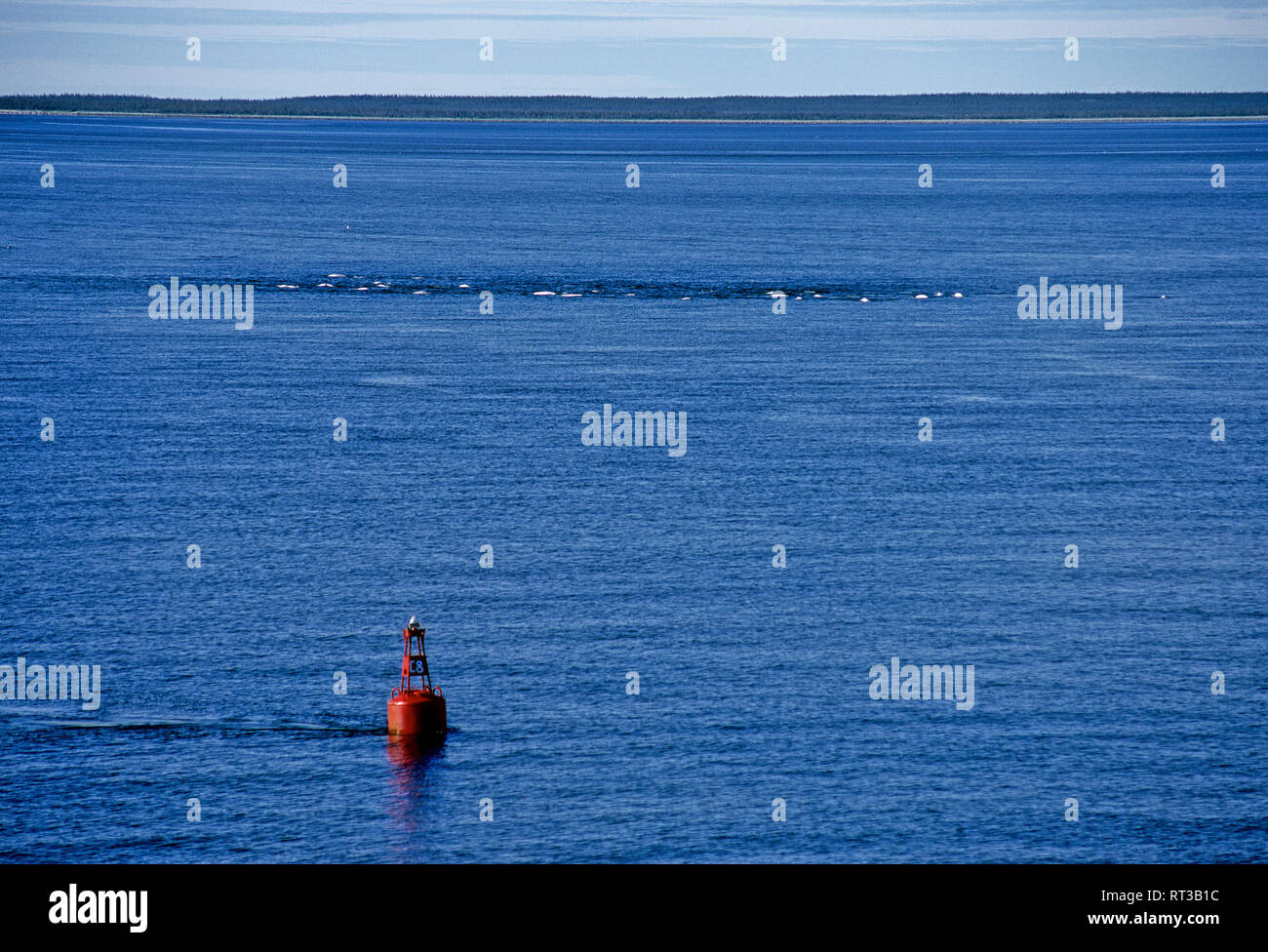 Large group of Beluga Whales hunting in the Hudson River near Churchill, Canada Stock Photo