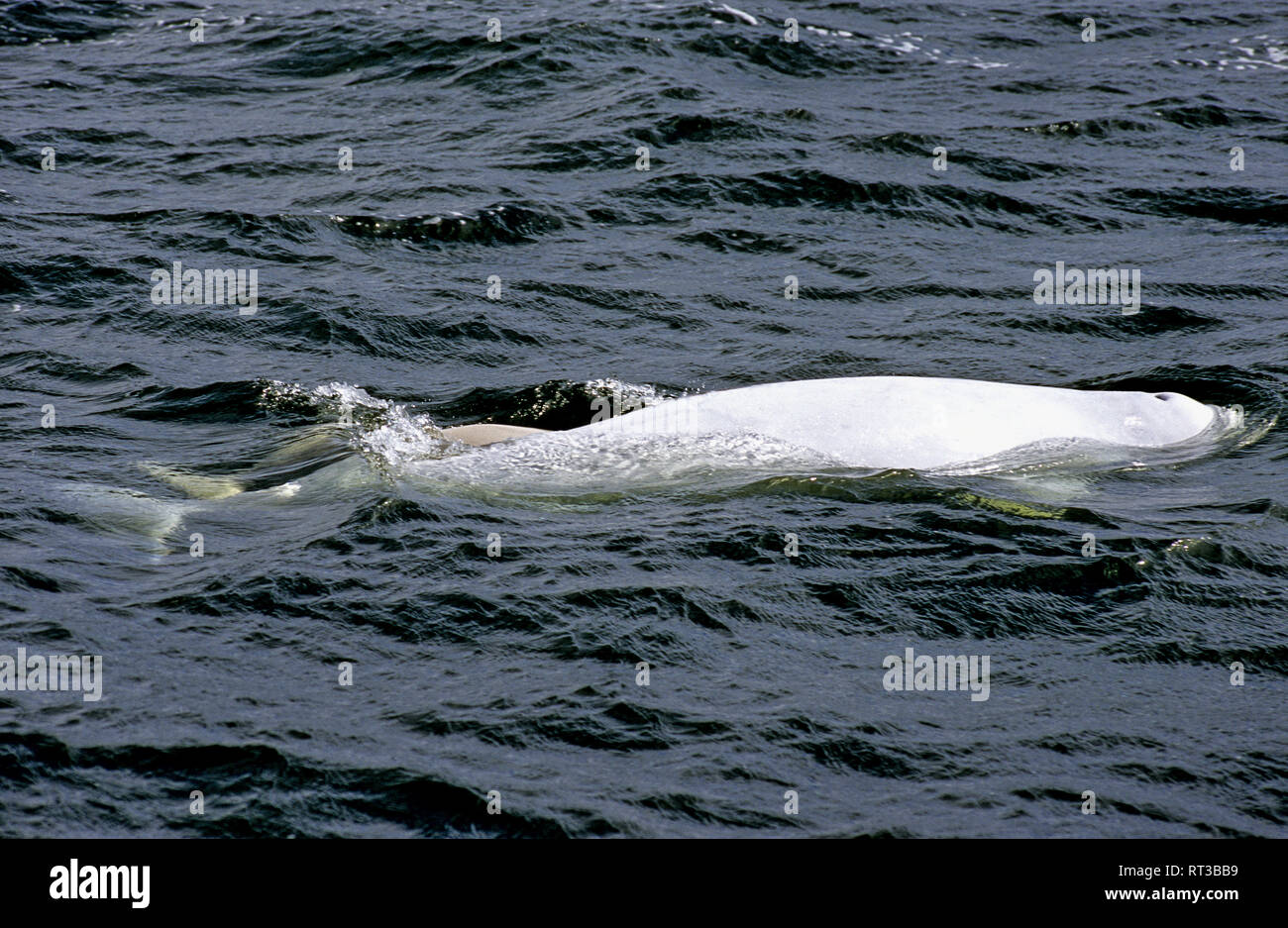 Melon headed whale hires stock photography and images Alamy