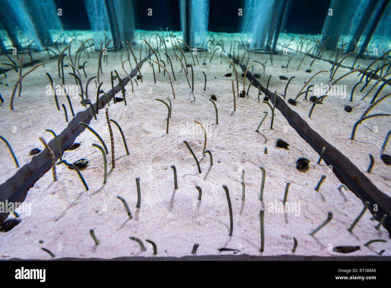 Gorgasia preclara in the aquarium. Stock Photo
