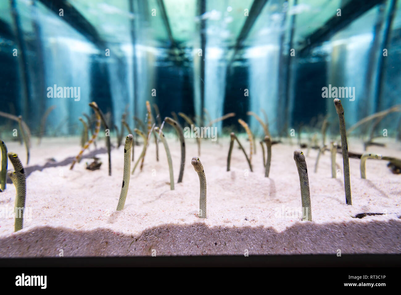 Gorgasia preclara in the aquarium. Stock Photo