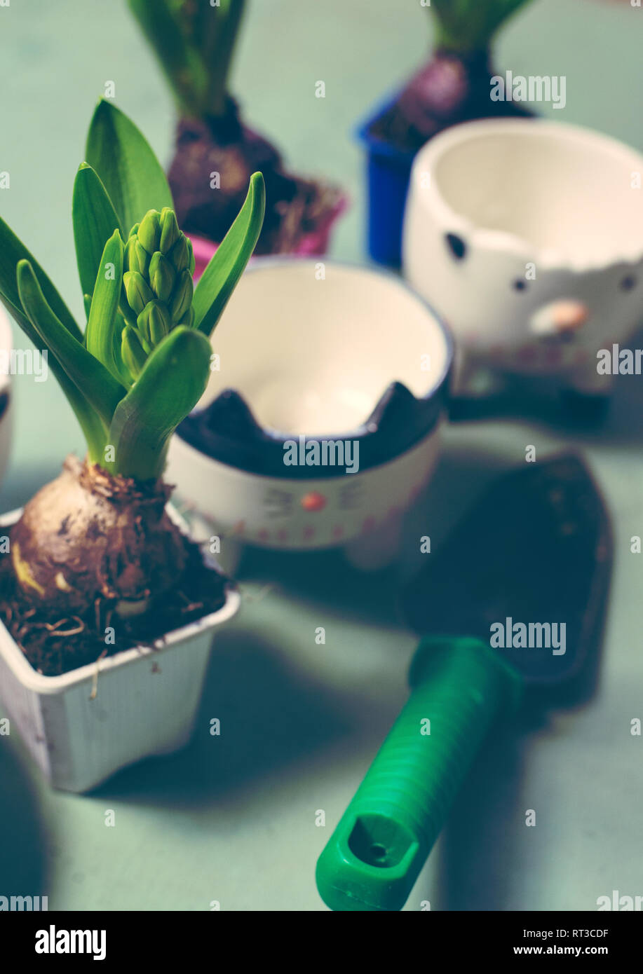 Gardener planting flowers in pot with dirt or soil Stock Photo Alamy