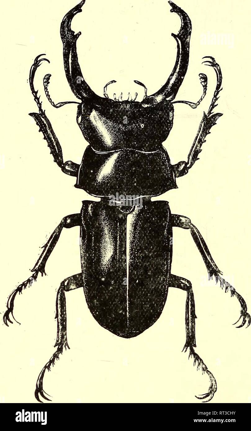 Stag beetle illustration Stock Photo