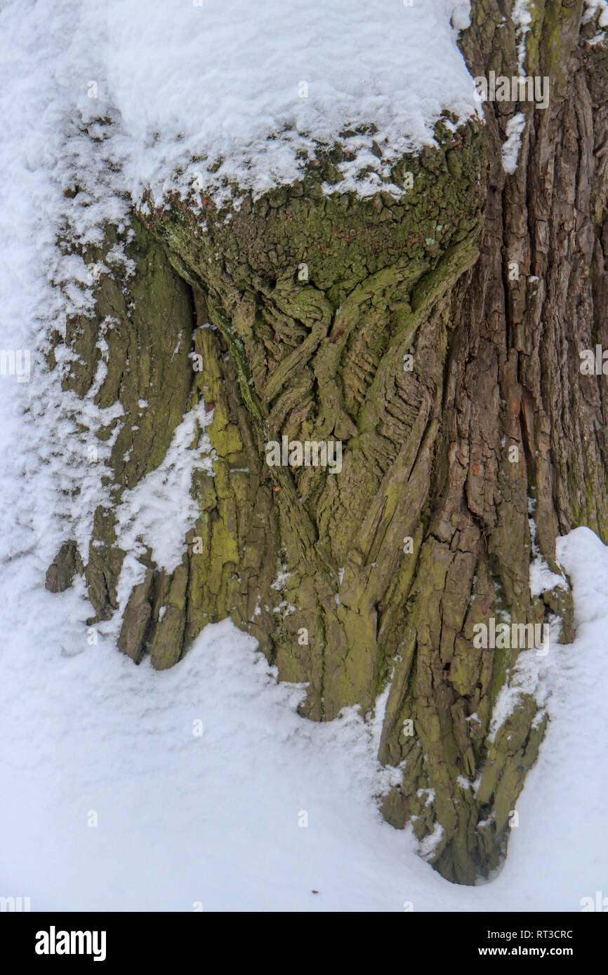 Tree rift under snow Stock Photo - Alamy