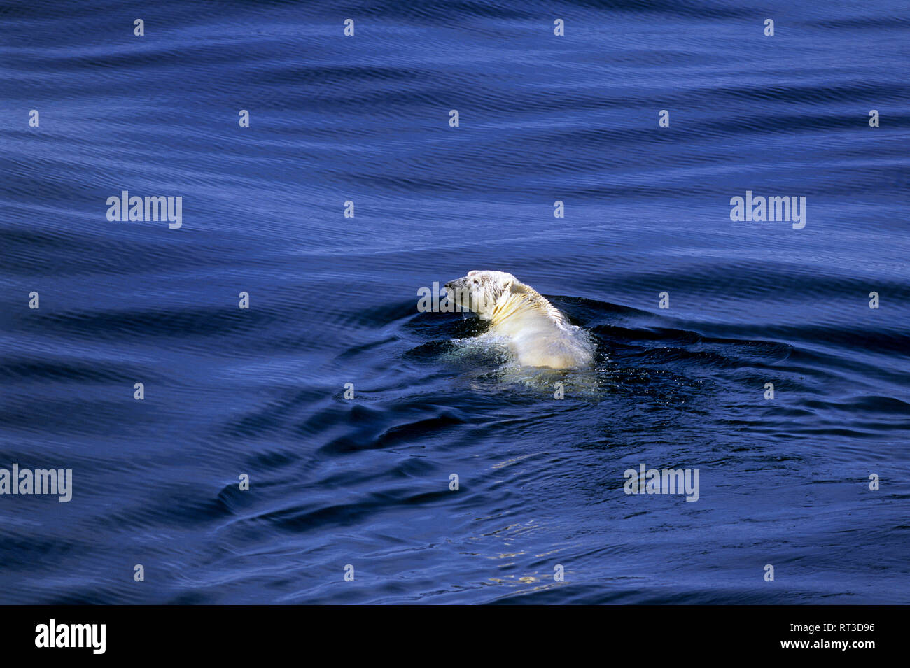 Polar bear swimming for survival in the Hudson Bay in the Arctic region in Canada Stock Photo