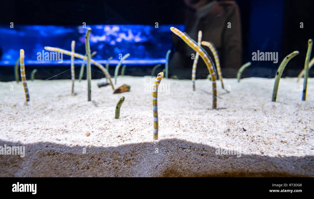 Gorgasia preclara in the aquarium. Stock Photo