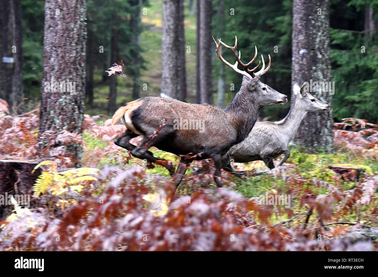 driven hunt, driven hunt in October, fleeing red deer, escape