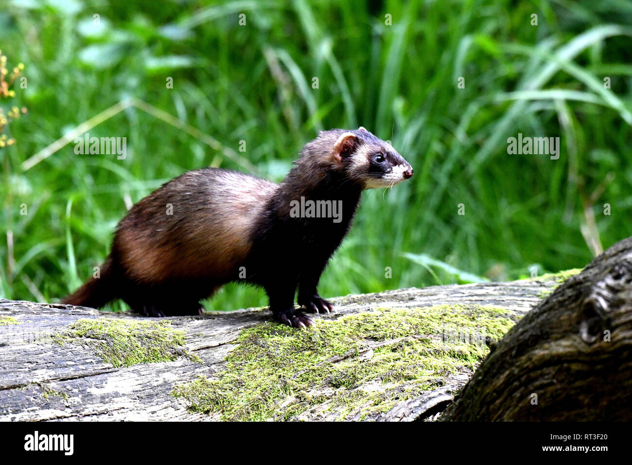 Polercat Noble fur, local predator, European polecat, Quickly, Secretly, polecat ...