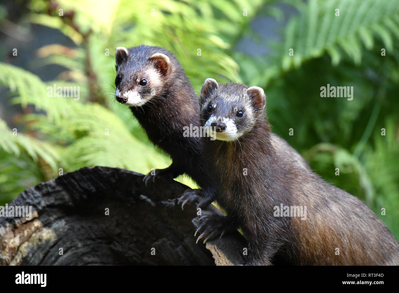 Polercat Noble fur, local predator, European polecat, Quickly, Secretly, polecat ...
