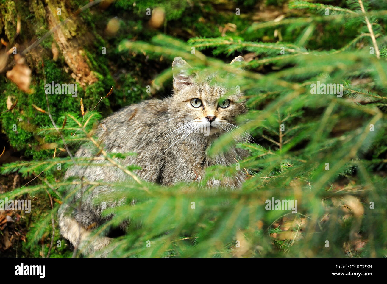 Wildcats in the spring hi-res stock photography and images - Alamy