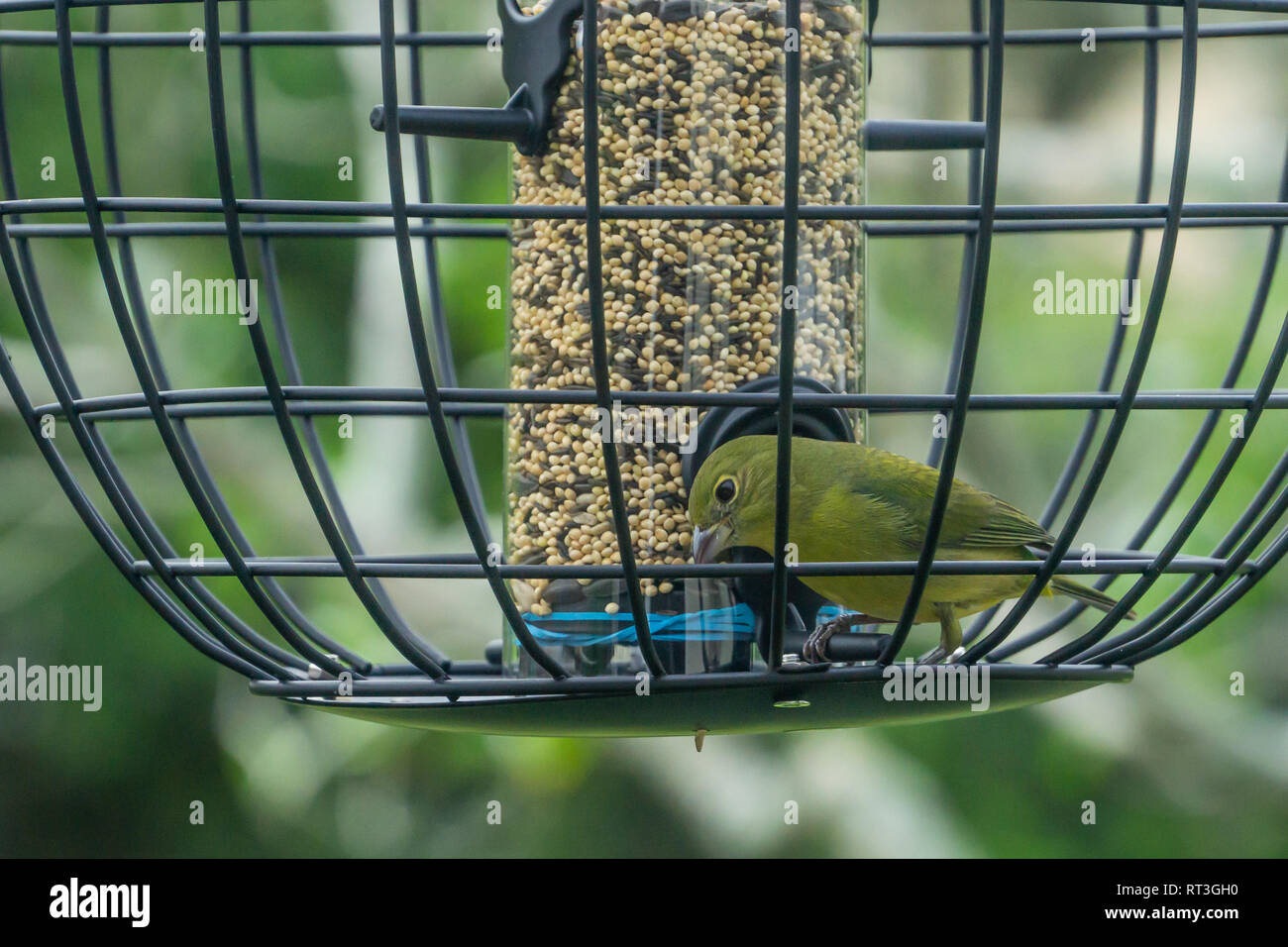 Green Female of Immature Male Painted Bunting Bird (Passerina ciris) on Backyard Caged Feeder Stock Photo