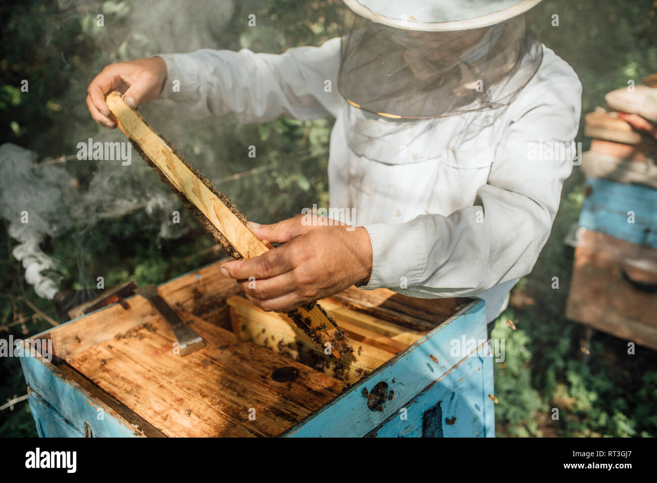 Russland, Beekeeper checking frame with honeybees, smoker and smoke Stock Photo