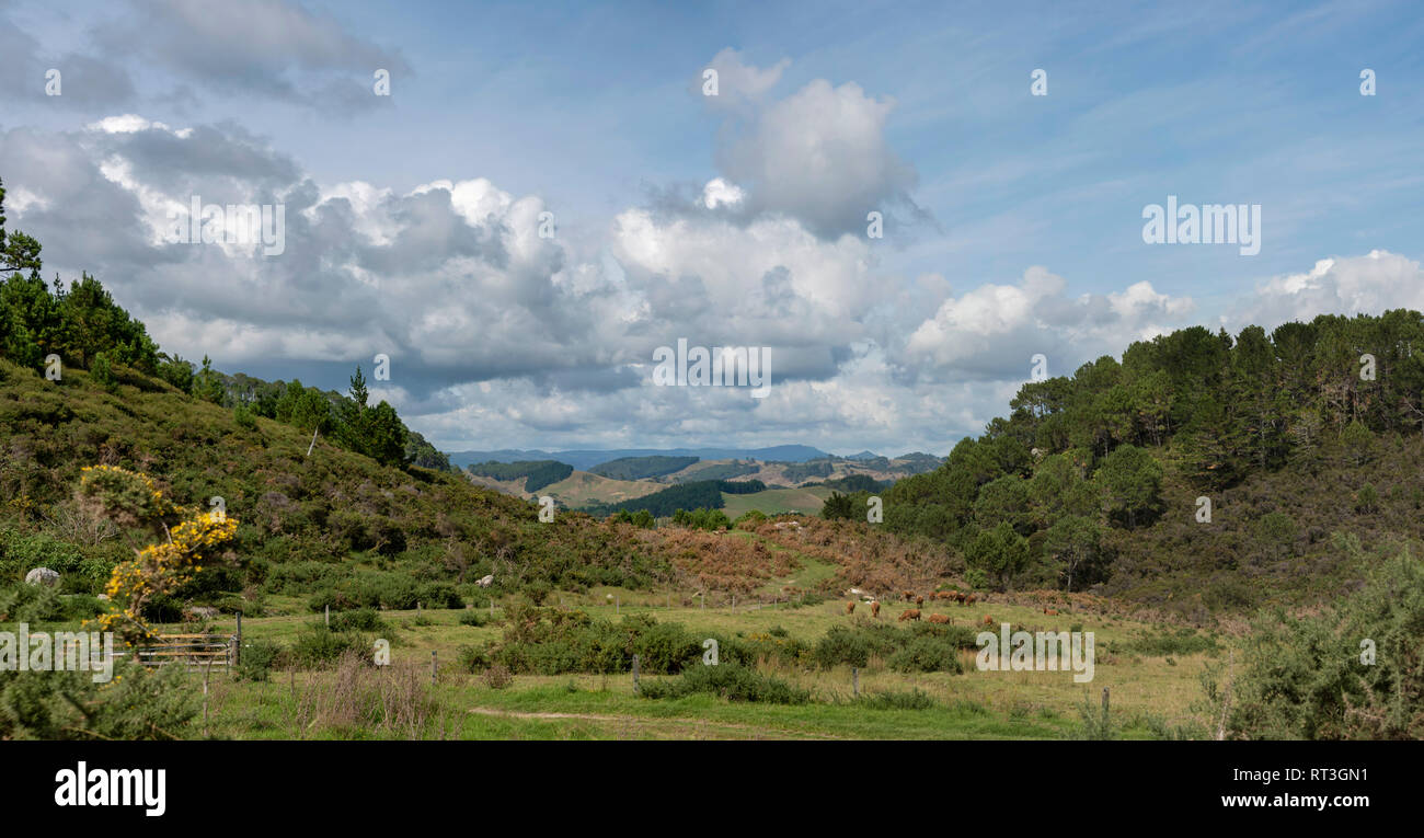 Coromandel landscape, North Island, New Zealand Stock Photo