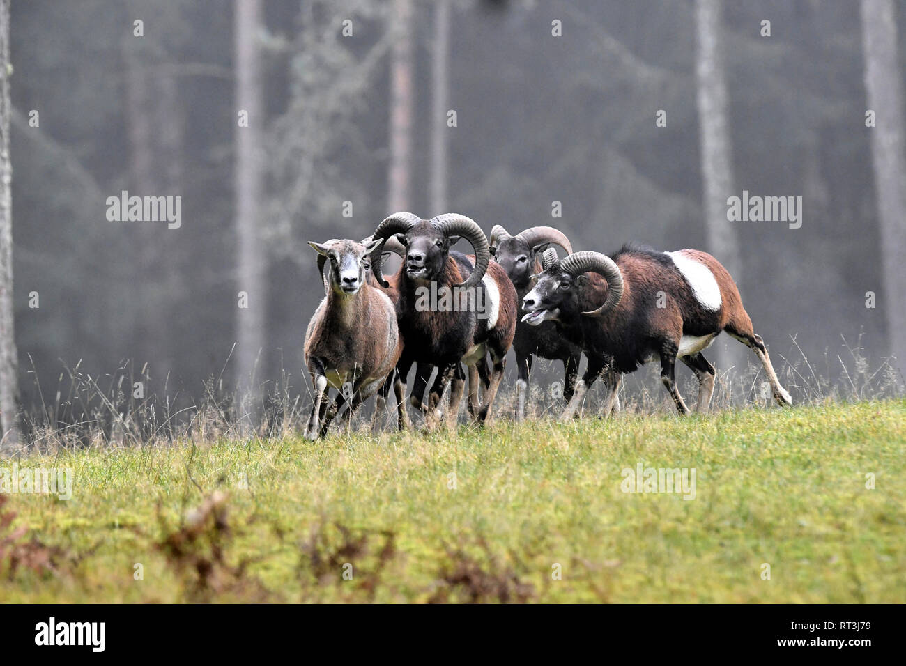 Mountain sheep, rut of the Mufflons, ruttish Arieses, horn-rimmed ...
