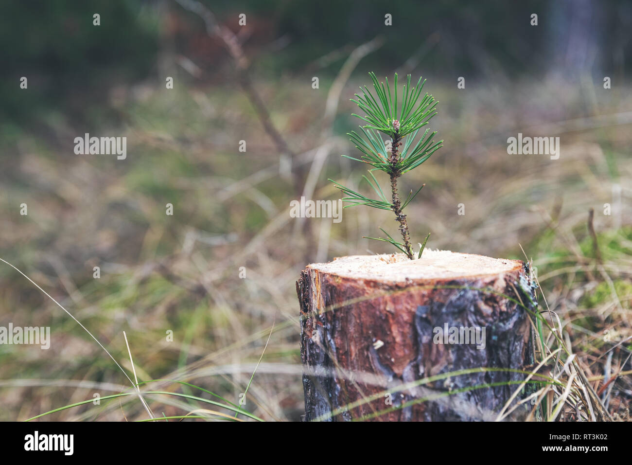 new life strenght and development concept - young pine sprout growing from tree stump Stock Photo