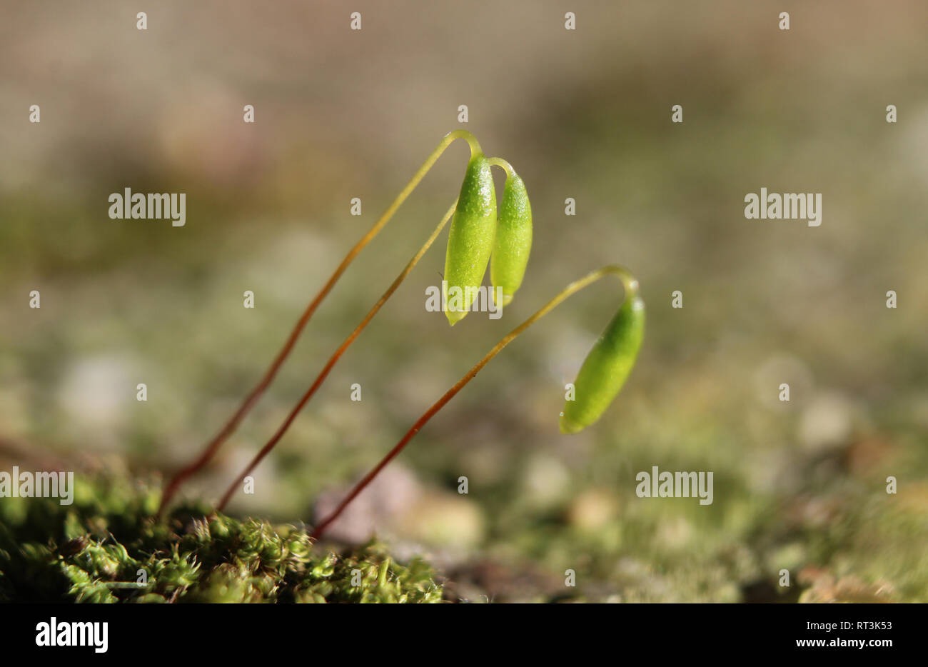 Extreme close up image of tiny moss sporophytes (fruiting bodies) of the moss plant. Stock Photo