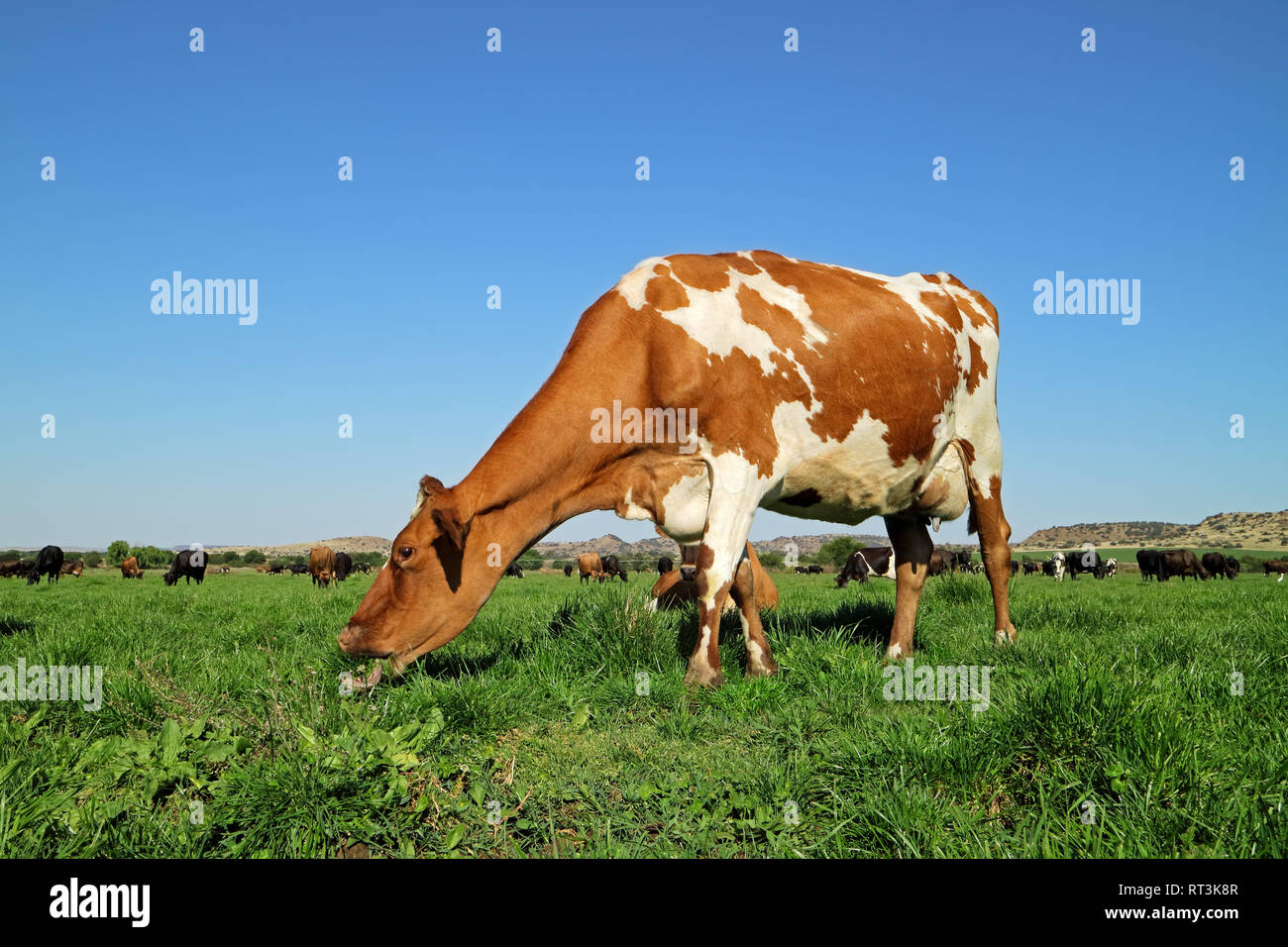 Friesian - Holstein dairy cow grazing on lush green pasture Stock Photo