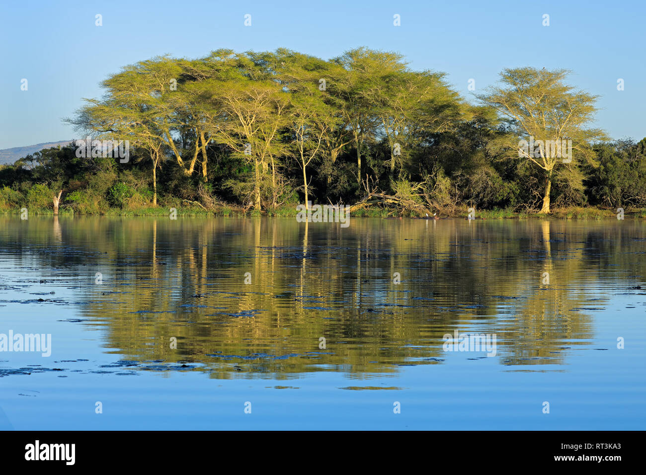 Distinctive fever trees (Vachellia xanthoploea) growing on the edge of a lake, Mkuze game reserve, South Africa Stock Photo