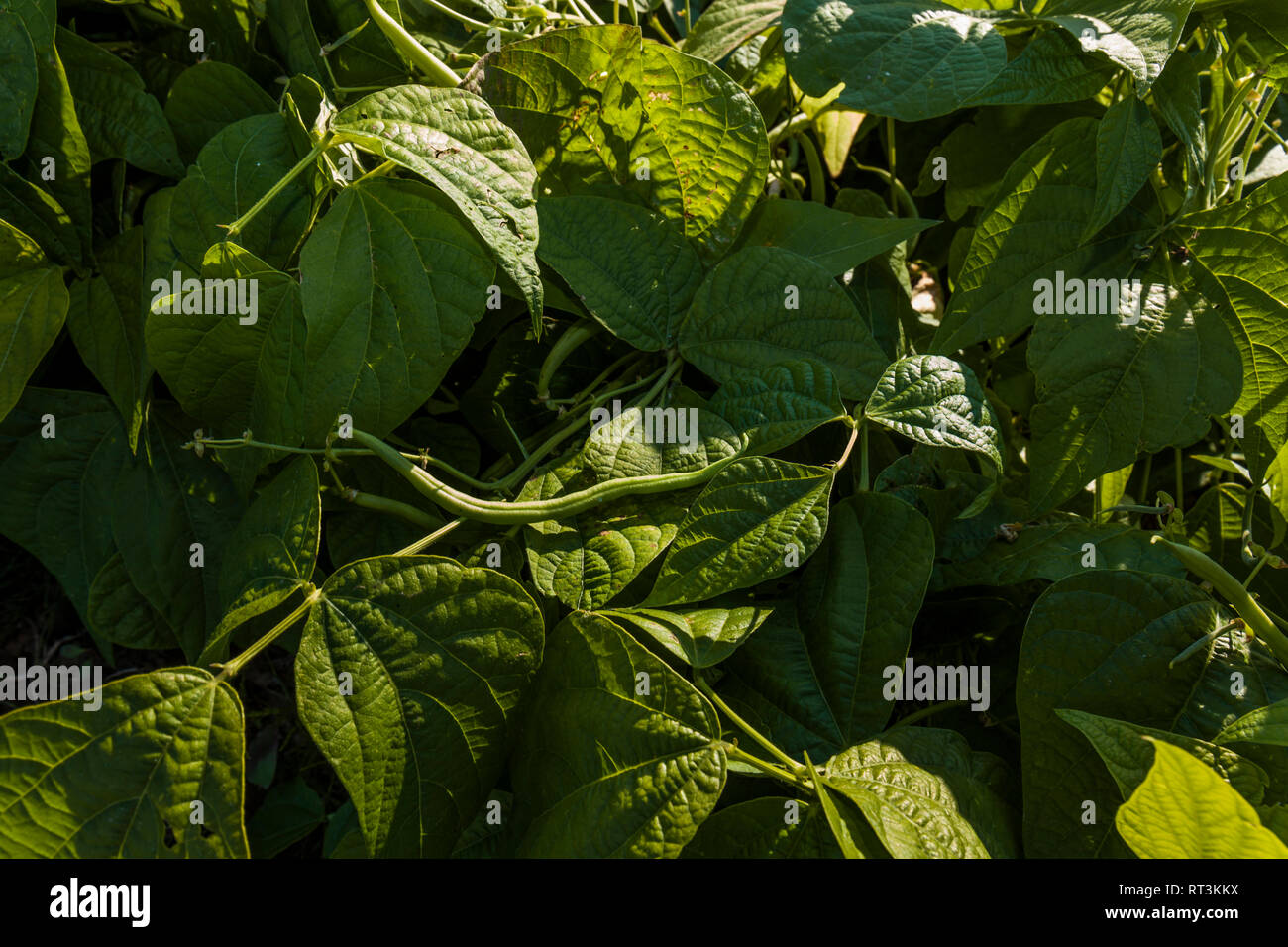 Bush bean growing on field Stock Photo Alamy