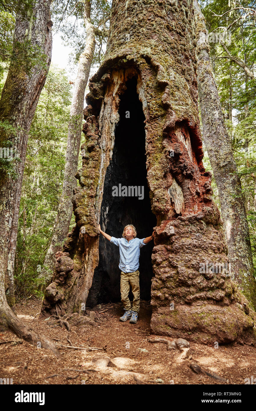 Chile, Puren, Nahuelbuta National Park, boy standing inside an old Araucaria tree Stock Photo