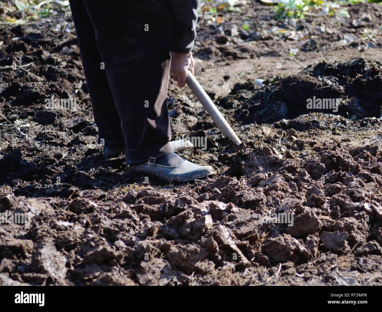 Old man cultivating the dirt with a shovel in galoshes Stock Photo
