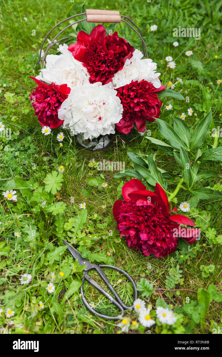 Bunch of red and white peonies in wire basket and scissors on a meadow Stock Photo
