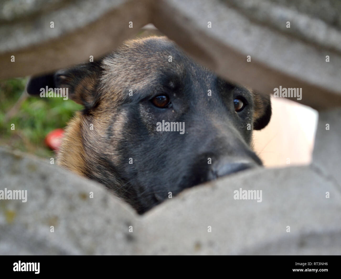 Belgian malinois shepherd dog looking through a concrete fence, Canis lupus familiaris Stock Photo