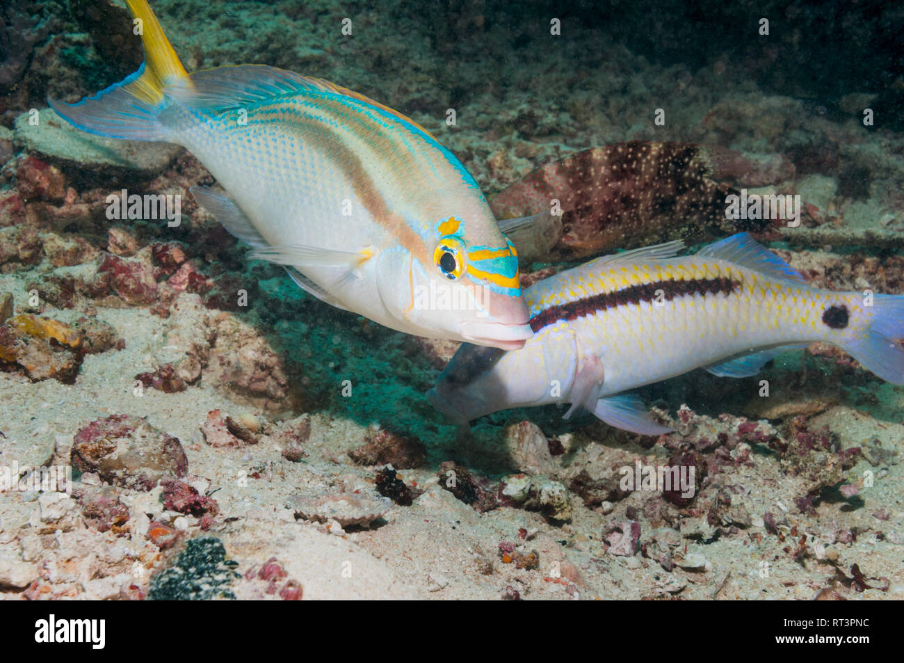 Rainbow monocle bream or Bald spot monocle bream [Scolopsis temporalis] hovering over a Dash-and-dot goatfish [Parapeneus barberinus].  West Papua, In Stock Photo