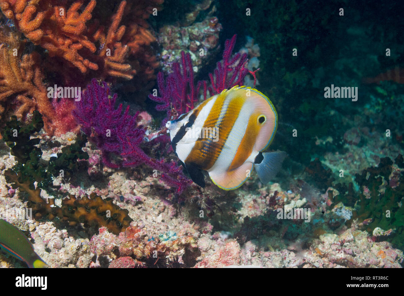 Orange-banded butterflyfish [Coradion chrysozonus].  West Papua, Indonesia. Stock Photo