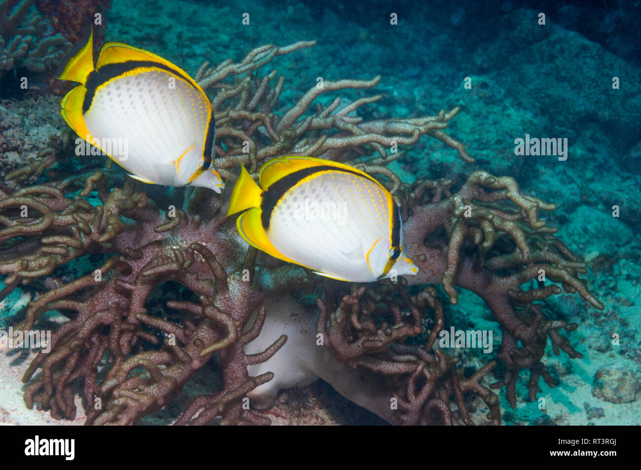 Yellow-dotted butterflyfish [Chaetodon selene] pair swimming over leather coral.  West Papua, Indonesia. Stock Photo