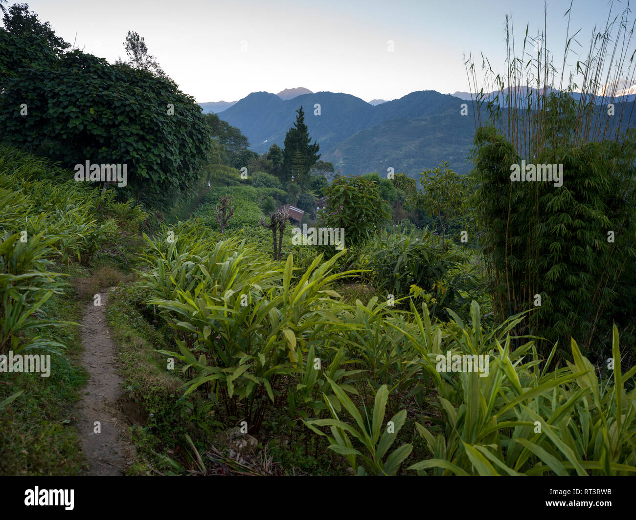 Field with Singalila Range, Great Himalaya Range, Sikkim, India Stock ...