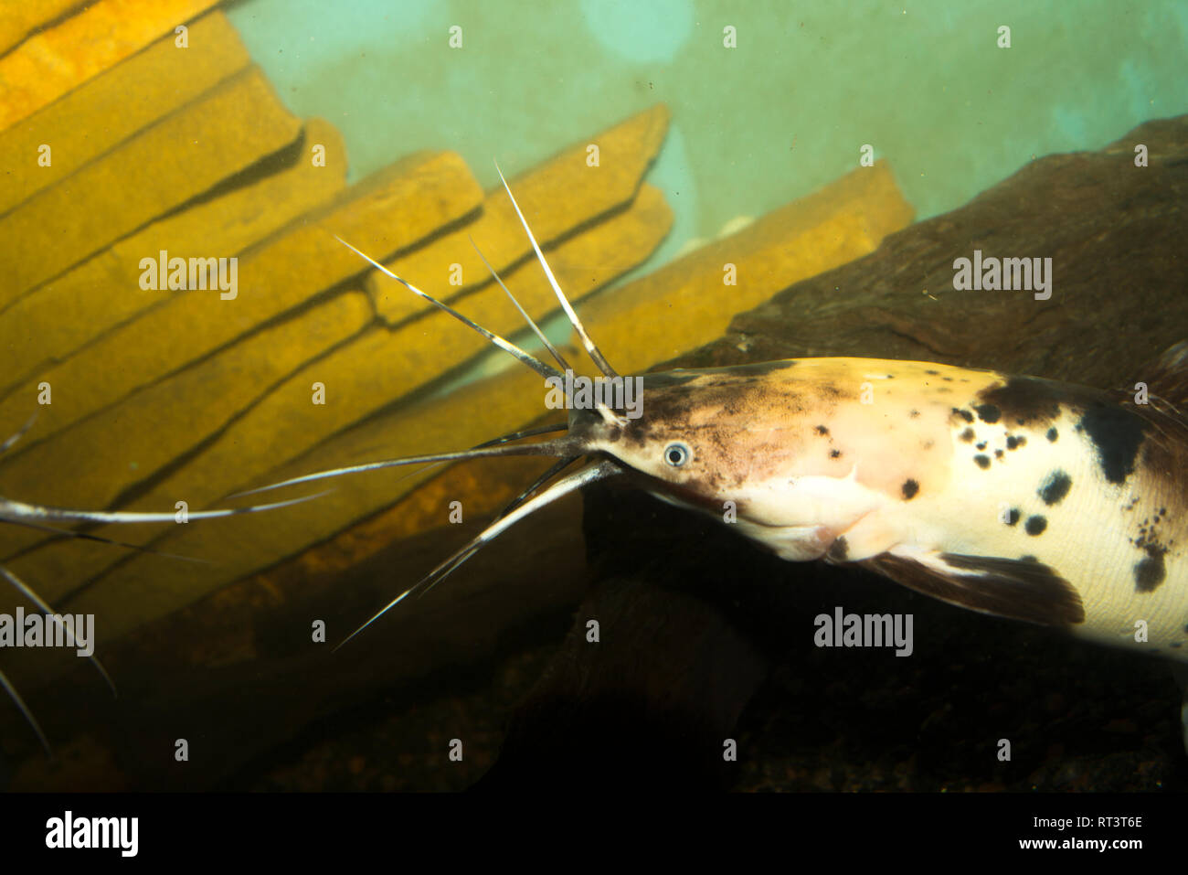 Walking Catfish (Clarias batrachus) Stock Photo