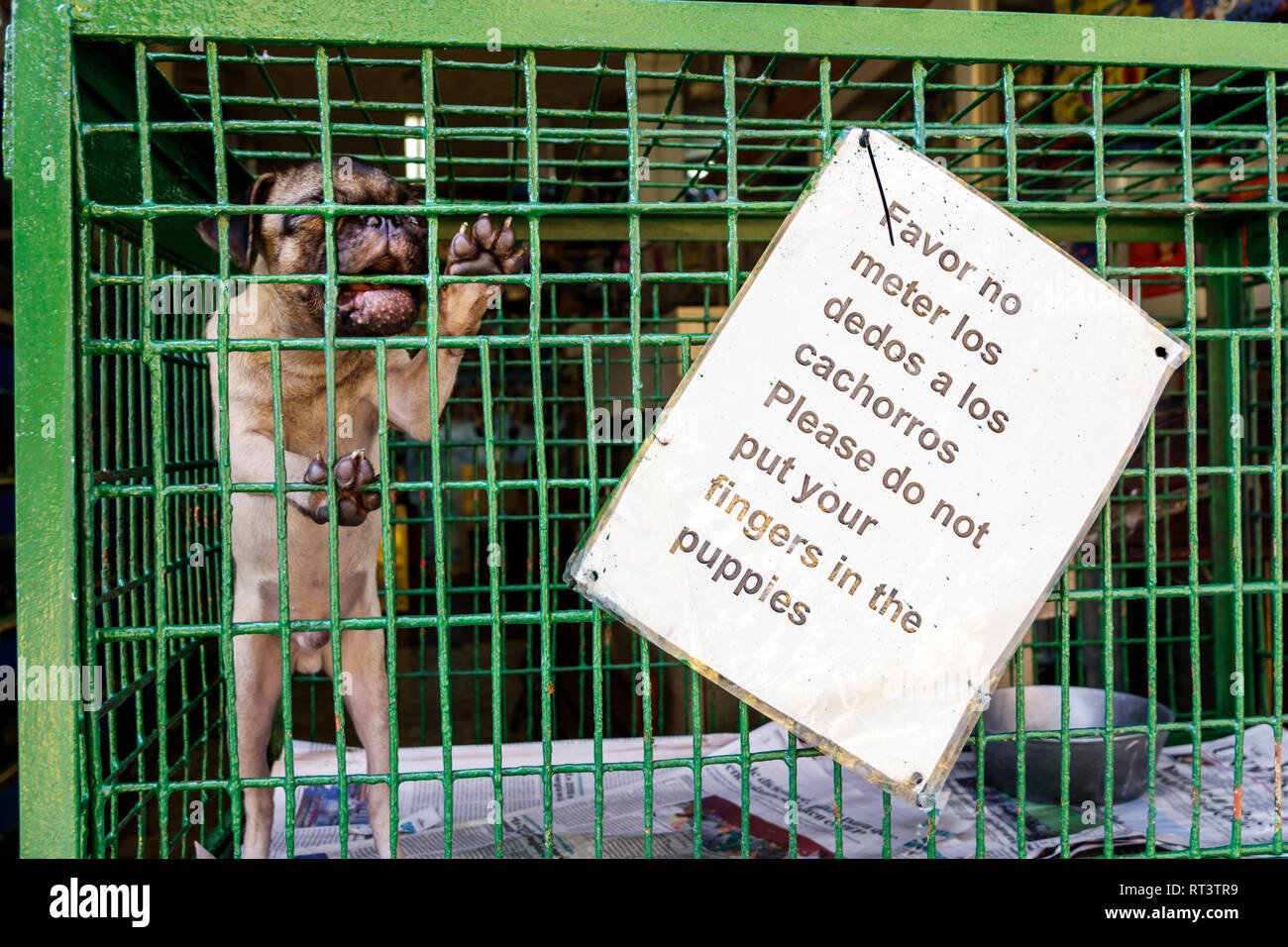 Pug clearance biting cage