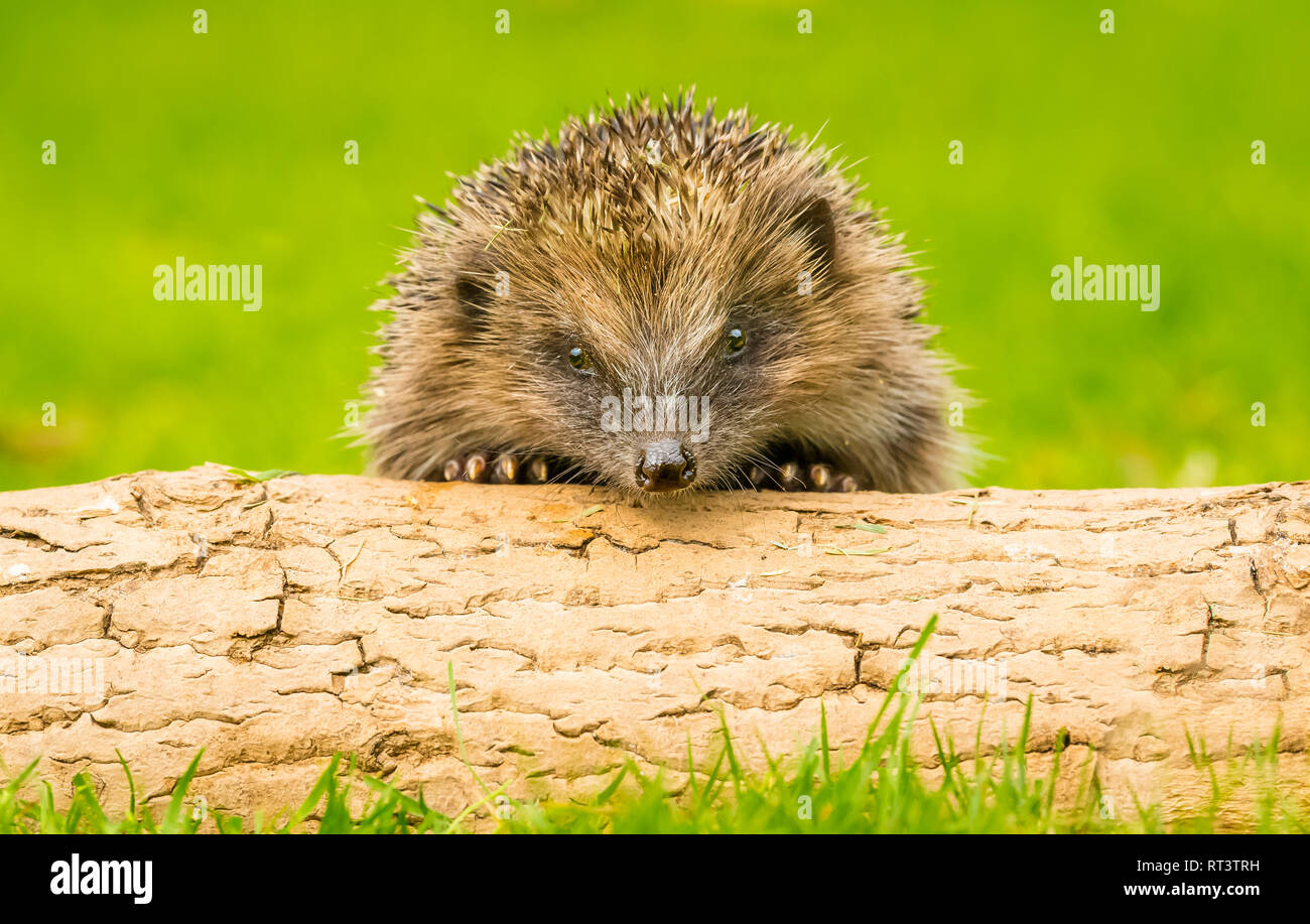 Cute young hedgehog (Erinaceus Europaeus) peeping over a log and facing forwards with both paws on the log.  Green background.  Horizontal, landscape. Stock Photo