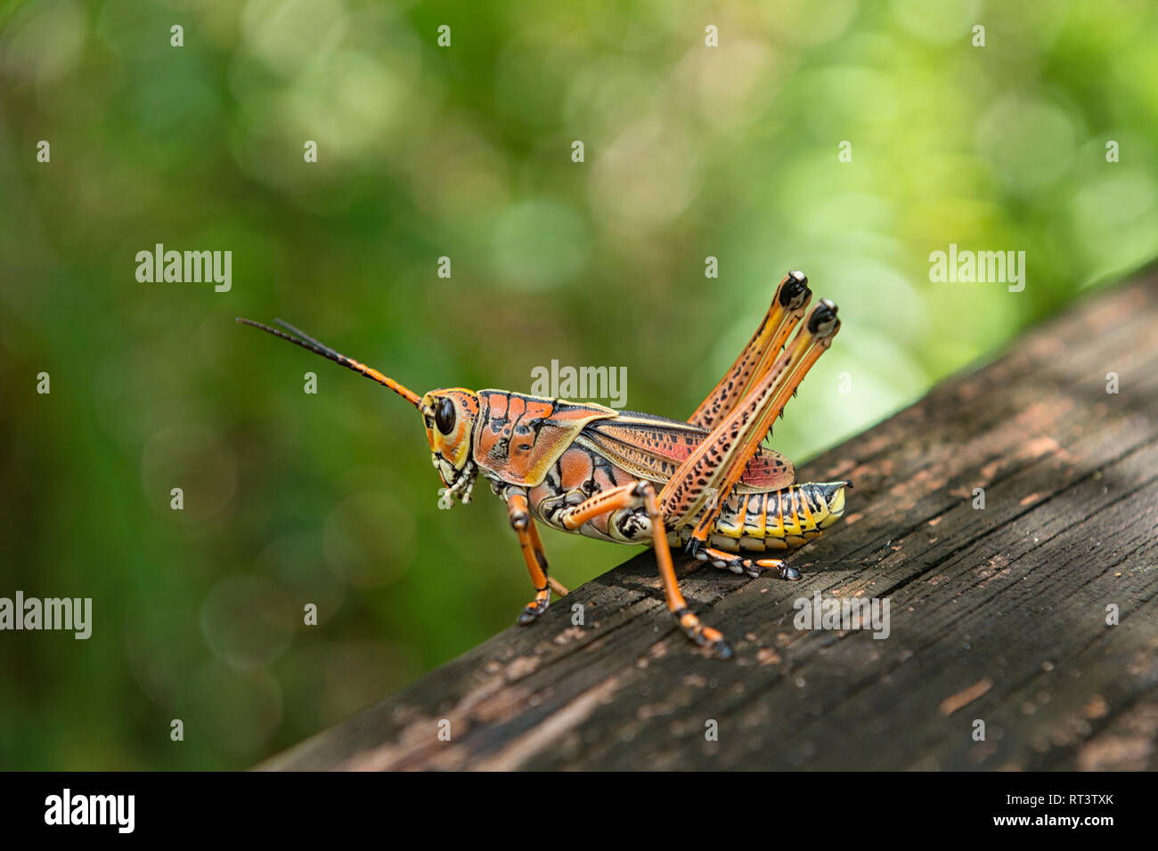 United States of America, Florida, Everglades, Copeland,  Lubber Grasshopper (Romalea microptera) on a tree trunk in the Fakahatchee Strand Preserve S Stock Photo