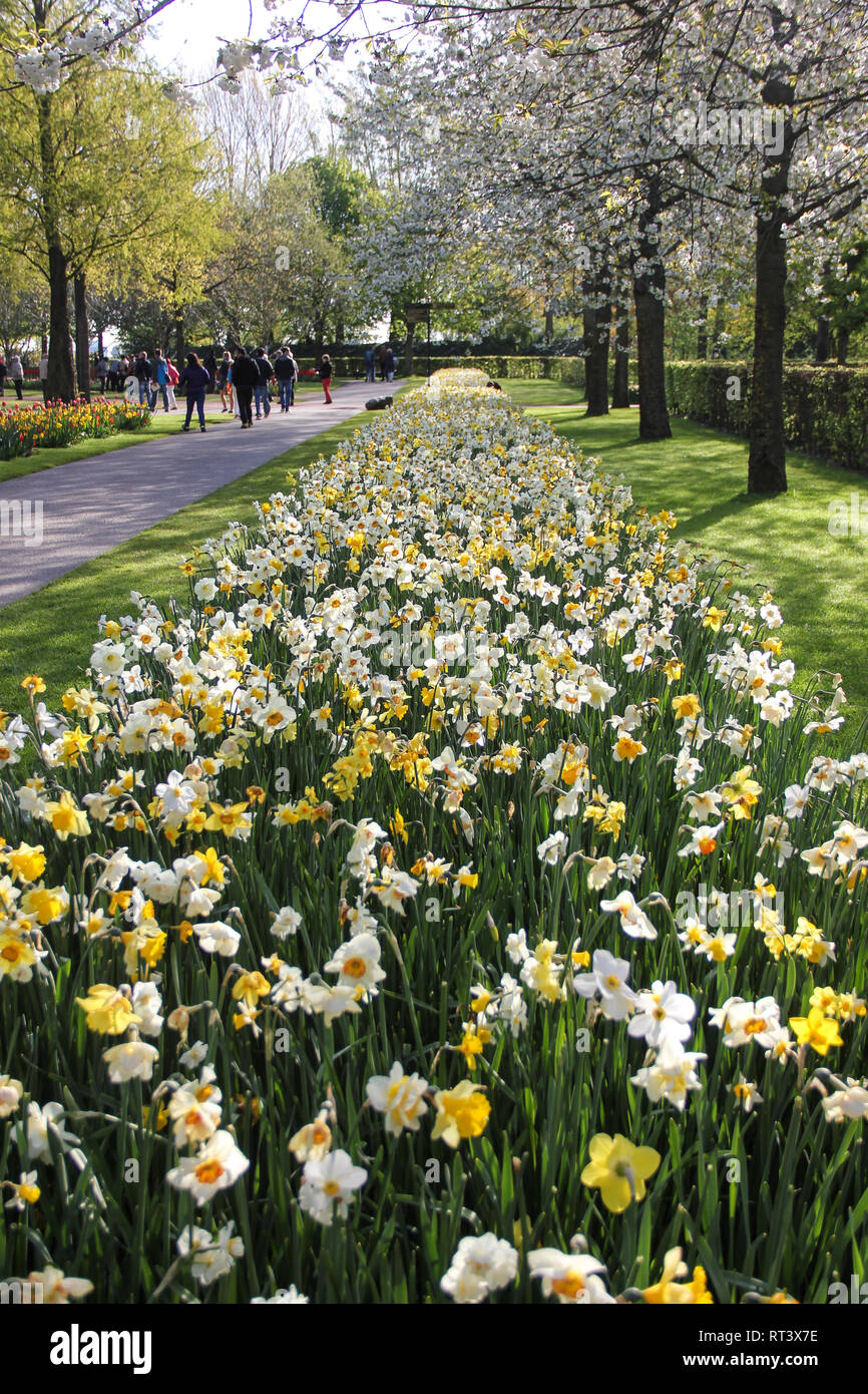 Daffodils under blossom trees hires stock photography and images Alamy