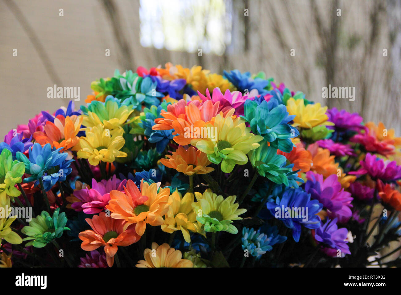 Colorful rainbow bunch of beautiful chrysanthemums close up 