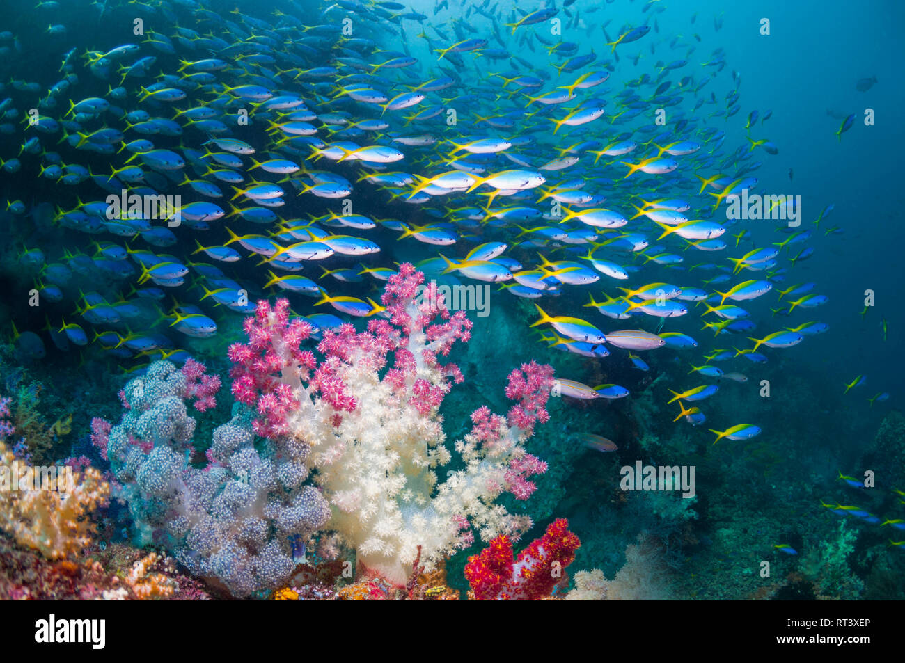Coral reef scenery with soft corals [Dendronephthya sp.] and a school of Yellowback fusiliers [Ceasio teres].  West Papua, Indonesia. Stock Photo