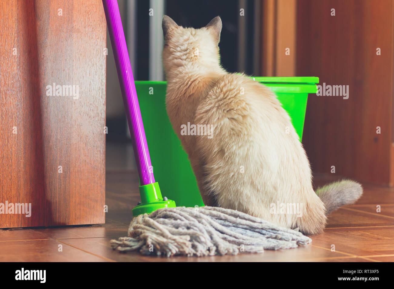 The cat is sitting near the mop and bucket to clean the floor Stock