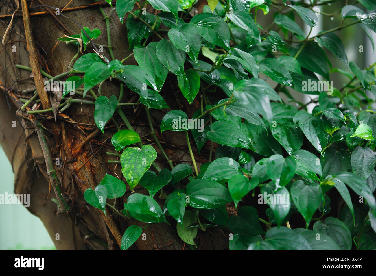 Natural green leaf wall, Texture background. Leaves on the wall. Stock Photo