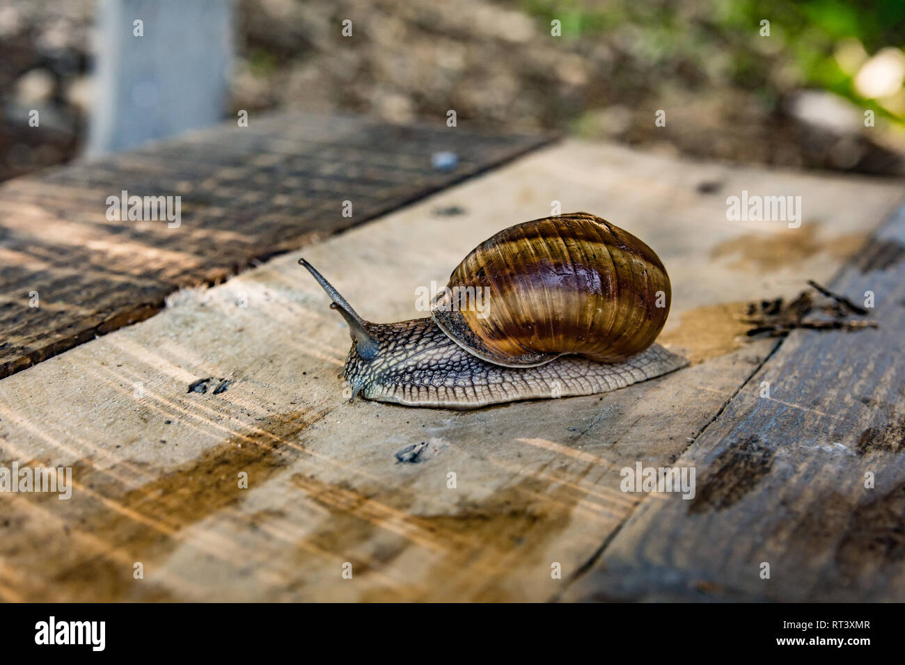 Big brown snail in shell crawling on bench, summer day in garden Stock ...