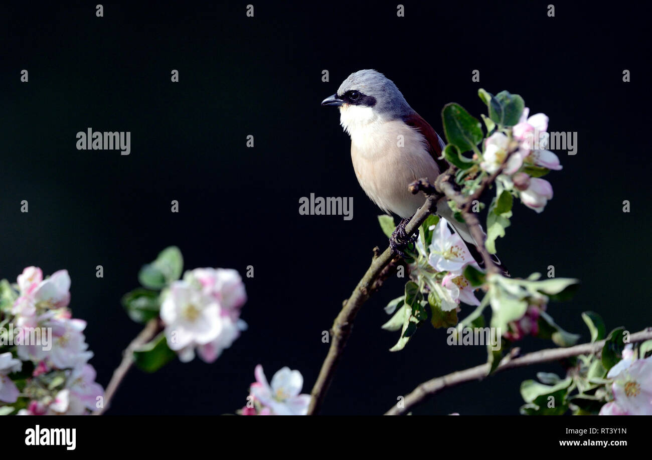 Local bird's kind, Lanius collurio, Neuntöter, red back strangler ...