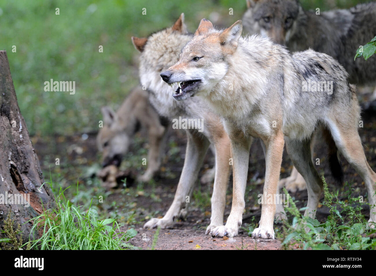 Canine, Canis lupus, European wolf, grey wolf, grey wolf, doggy ...