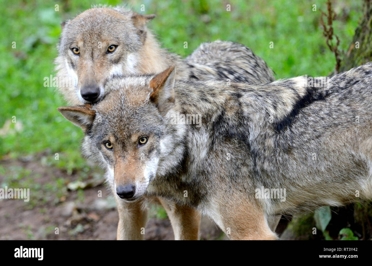 Canine, Canis lupus, European wolf, grey wolf, grey wolf, doggy ...