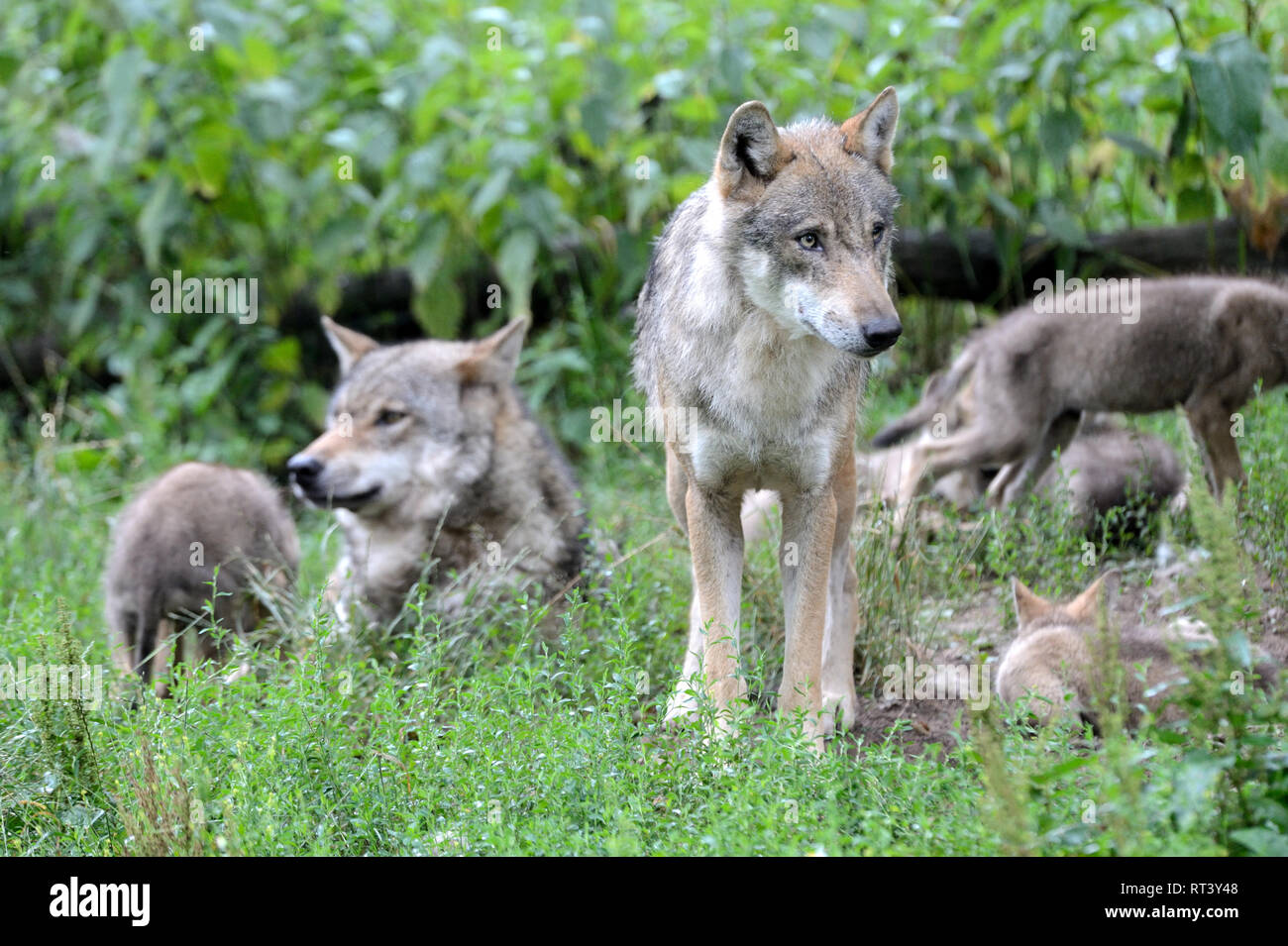 Canine, Canis lupus, European wolf, grey wolf, grey wolf, doggy